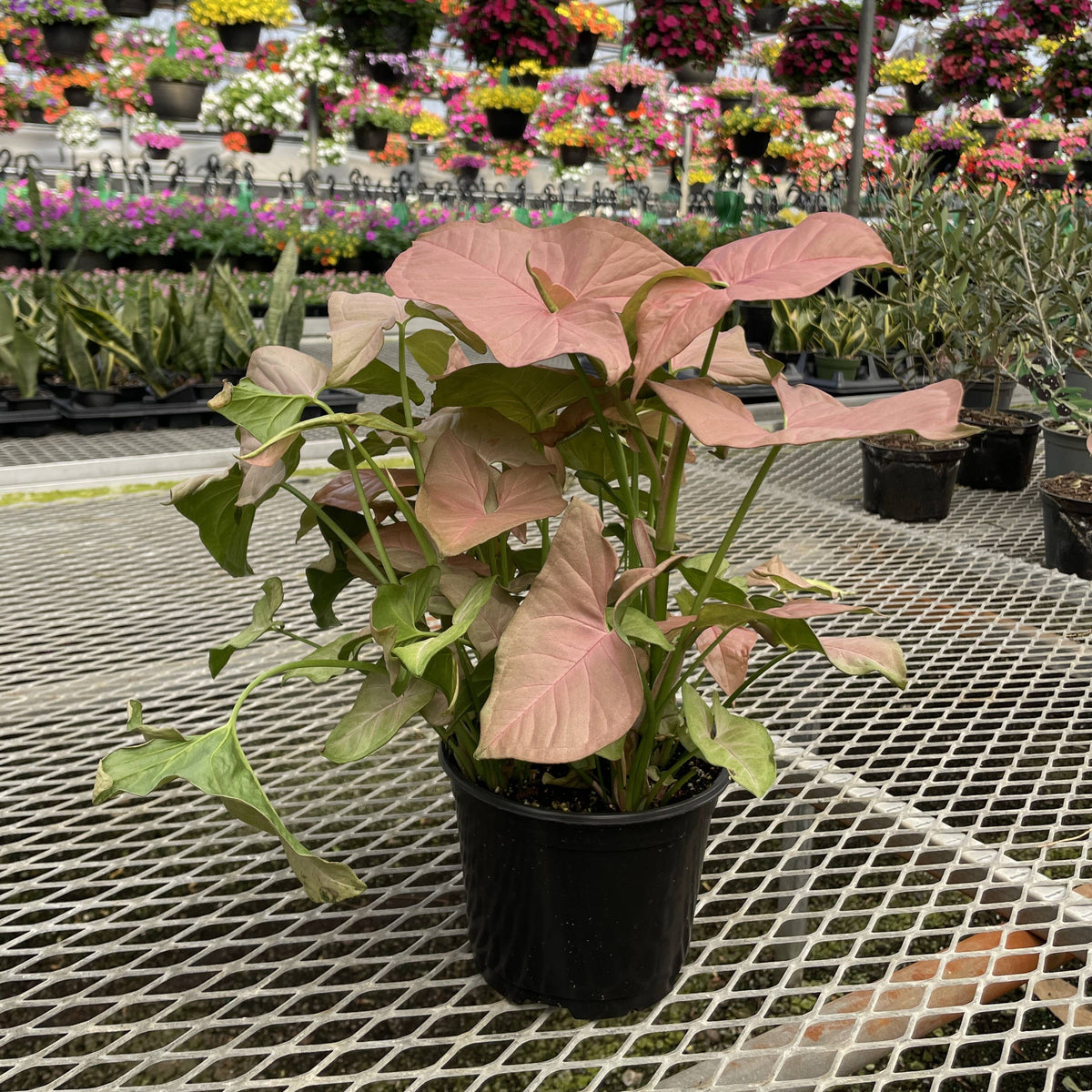 Pink Butterfly Syngonium - Live Plant