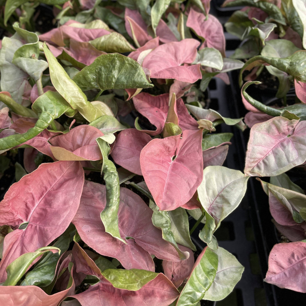 Pink Butterfly Syngonium - Live Plant