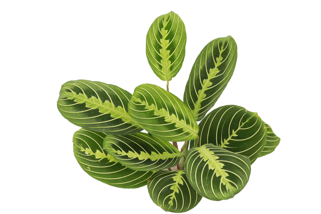 Lemon Lime Prayer Plant - Live Plant