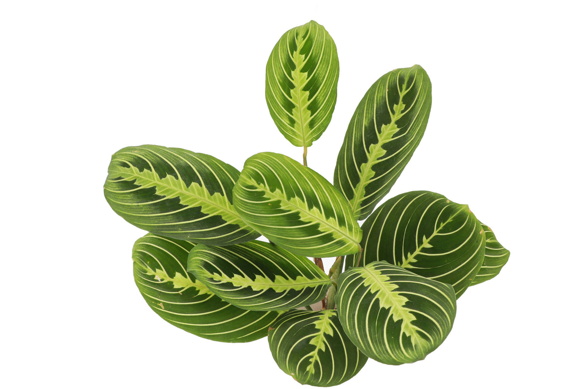 Lemon Lime Prayer Plant