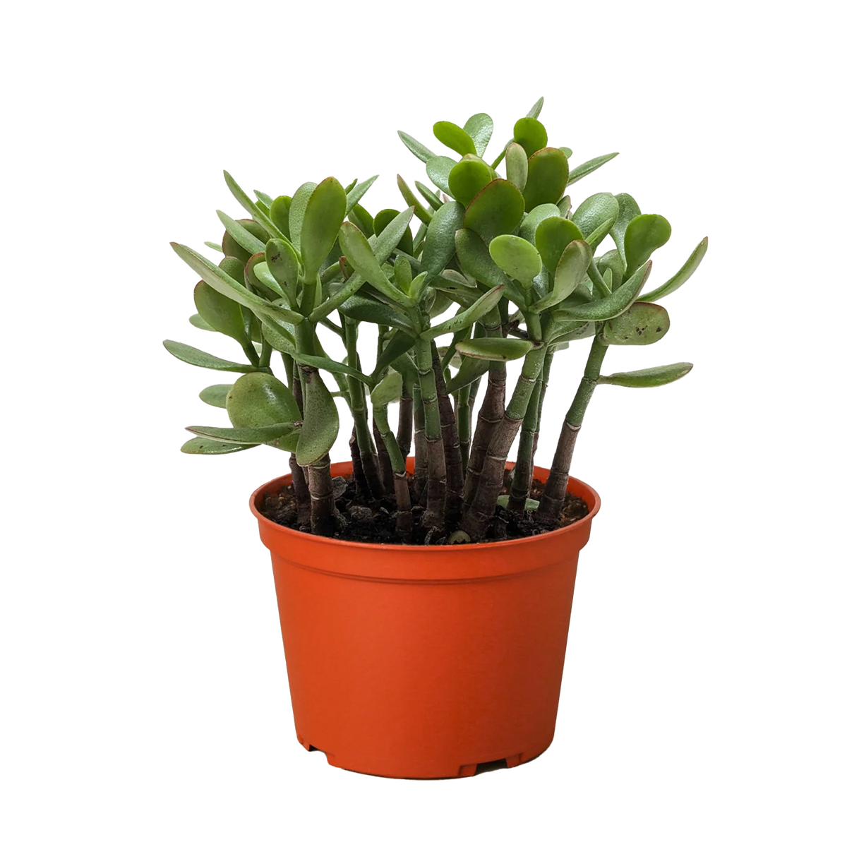 Crassula Jade Succulent 4" Pot