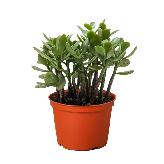 Crassula Jade Succulent 4" Pot