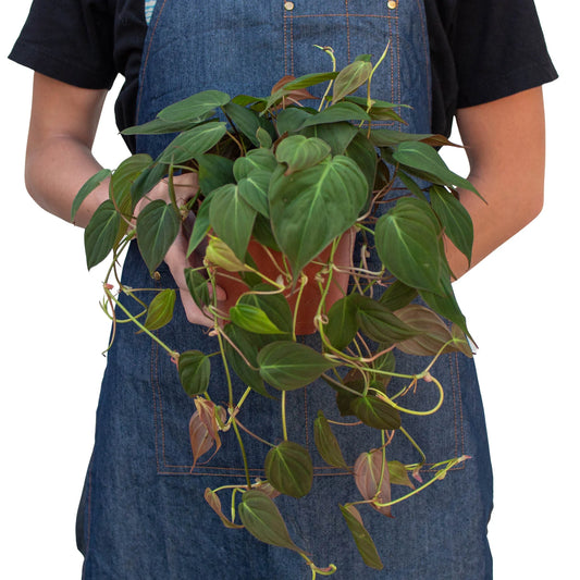 Philodendron Velvet "Mican"
