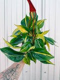 6" Philodendron 'Brasil' (Hanging Basket)