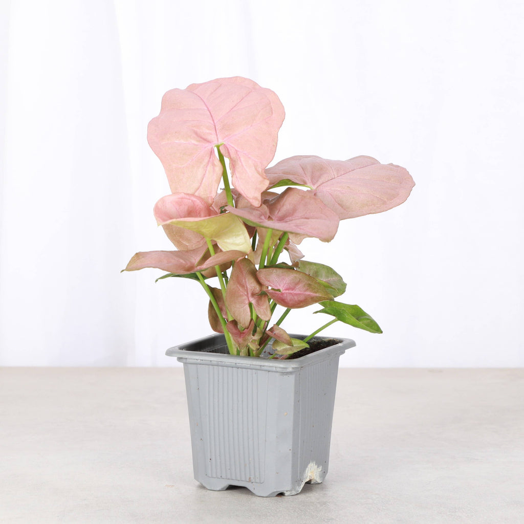 Pink Butterfly Syngonium - Live Plant