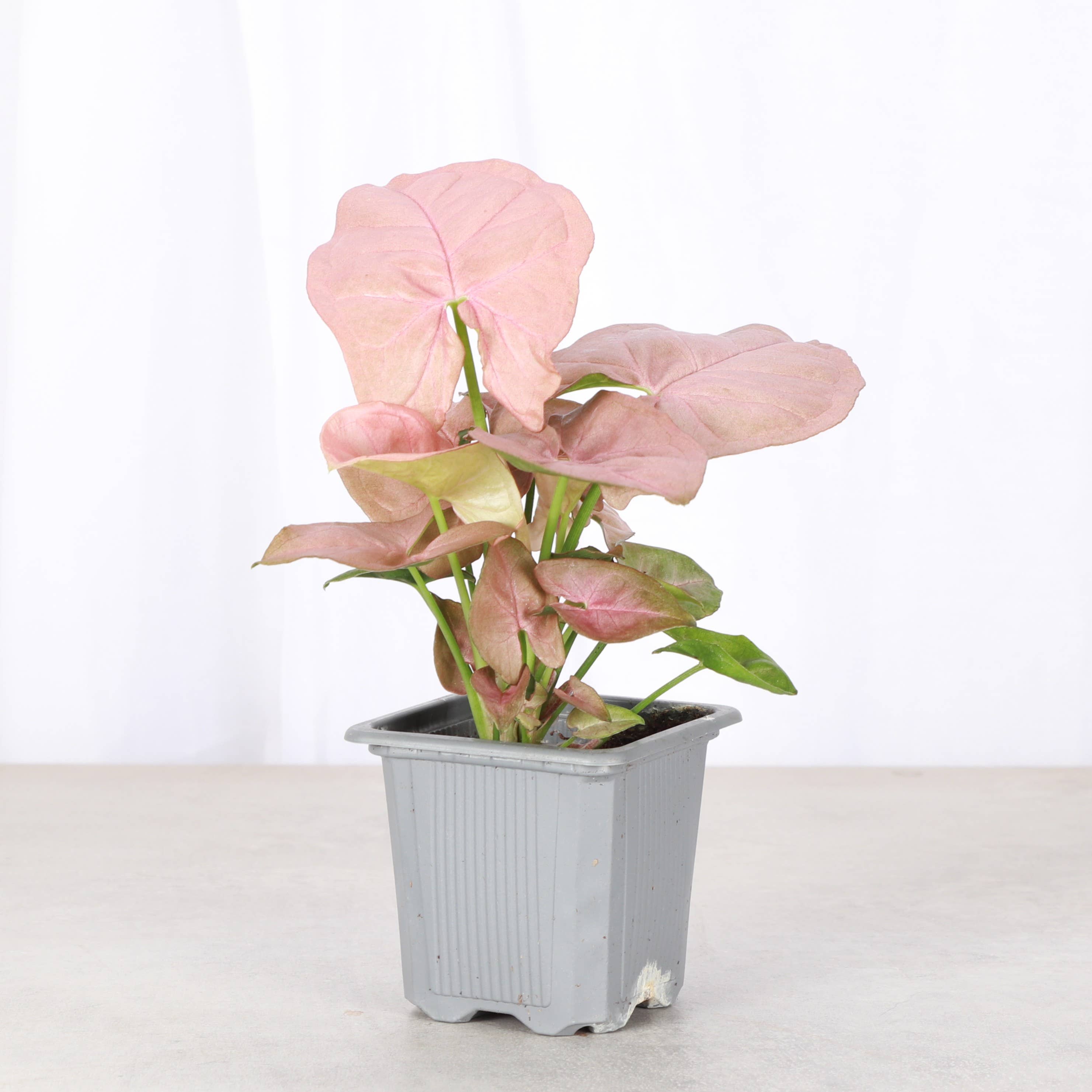 Pink Butterfly Syngonium - Live Plant