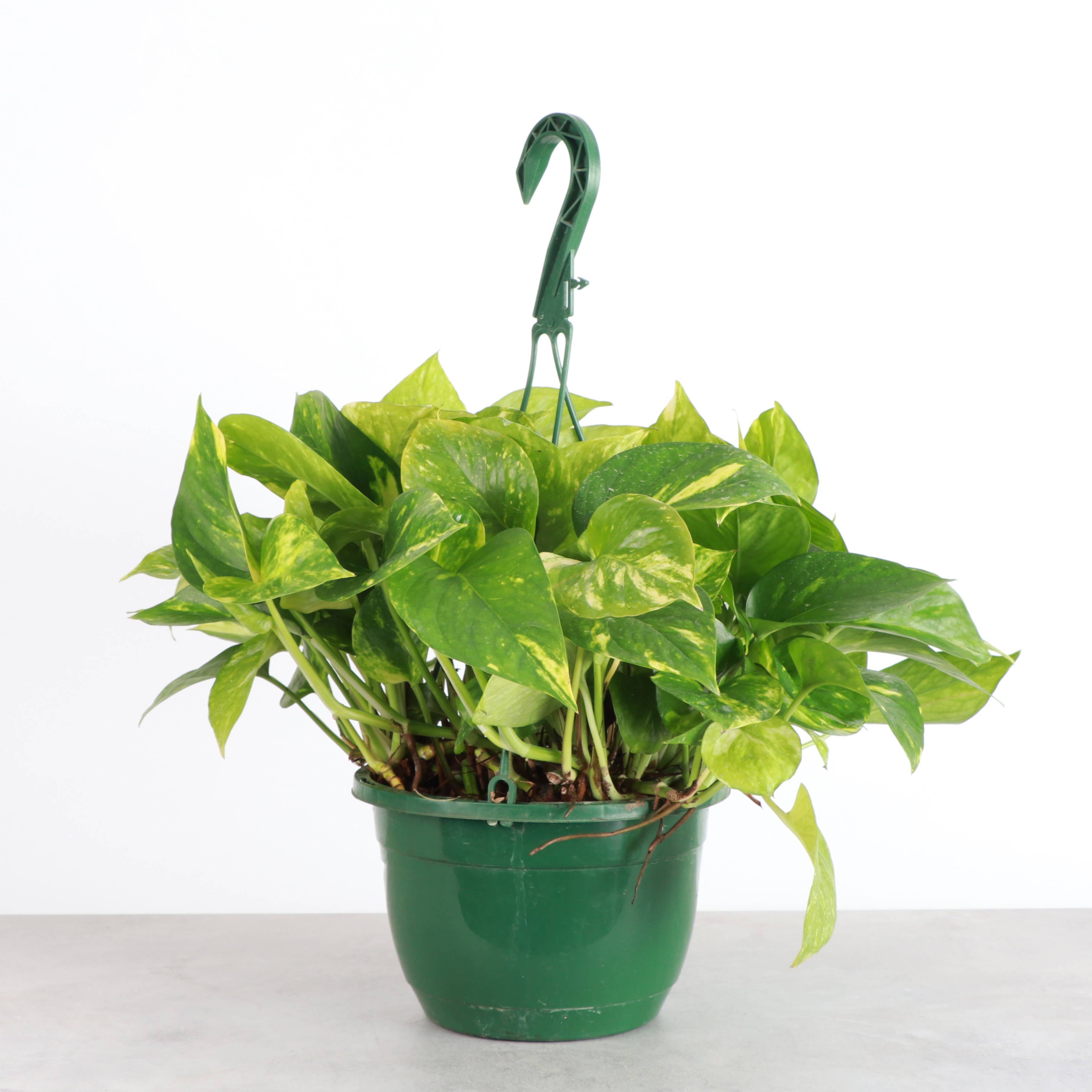 Pothos Hanging Basket - 8" Live Plant
