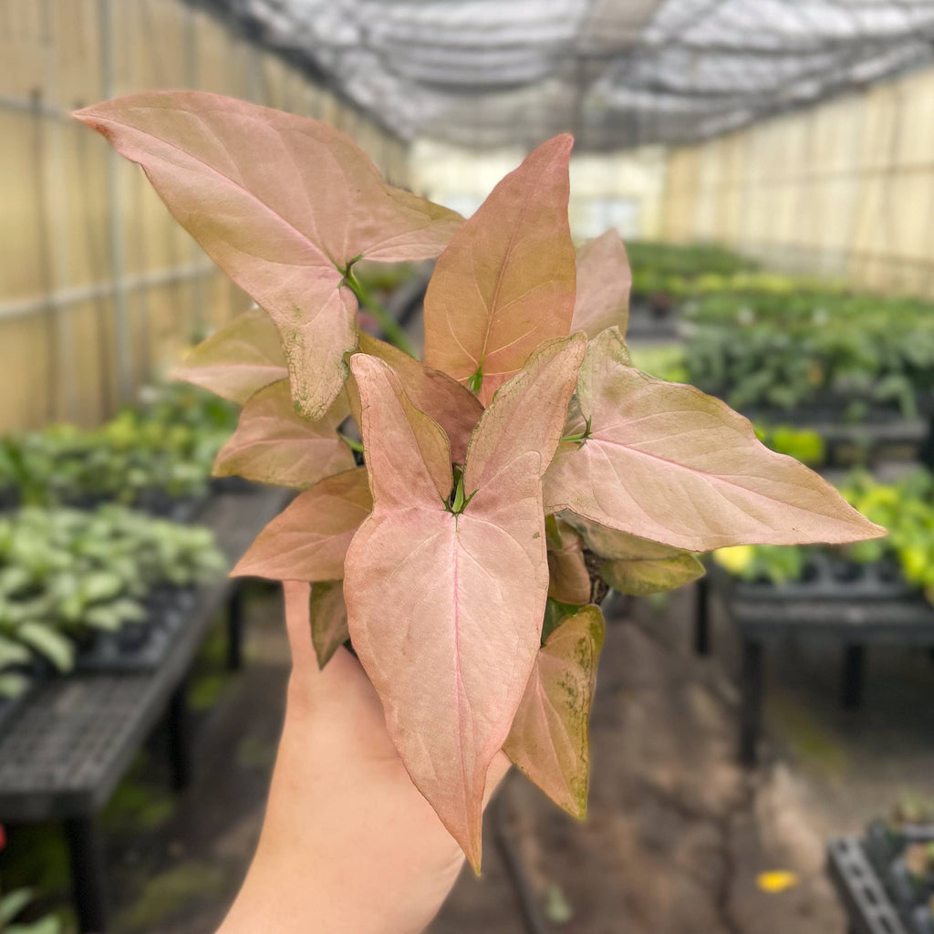 Pink Butterfly Syngonium - Live Plant