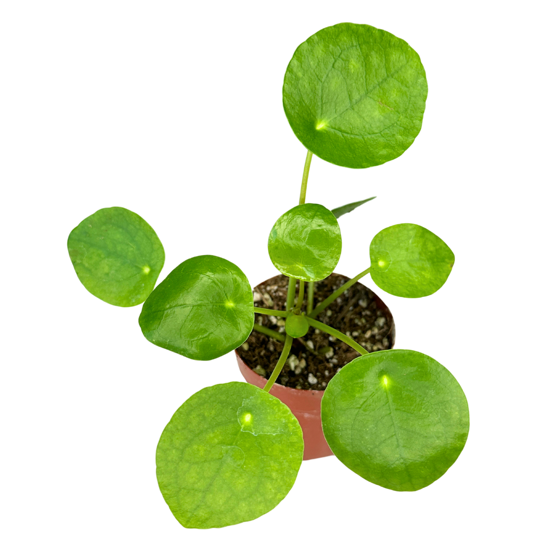 Pilea Peperomioides 2" - Chinese Money Plant