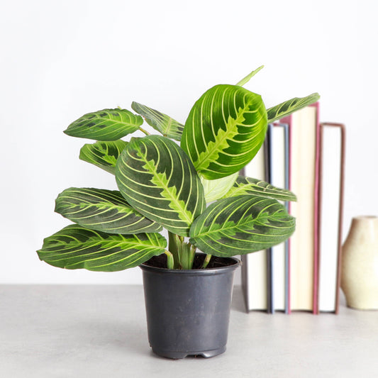 Lemon Lime Prayer Plant
