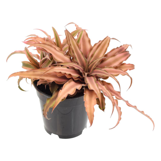 Pink Earth Star