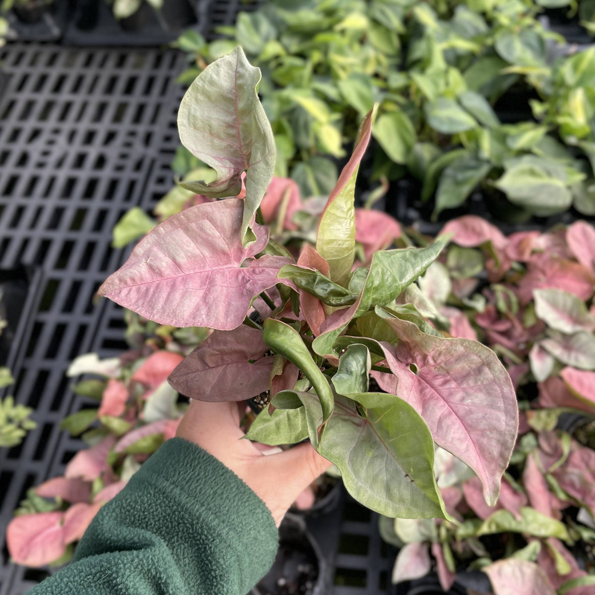 Pink Butterfly Syngonium - Live Plant