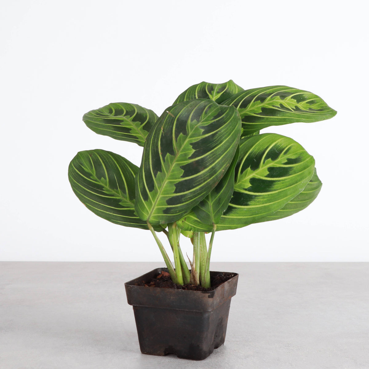 Lemon Lime Prayer Plant