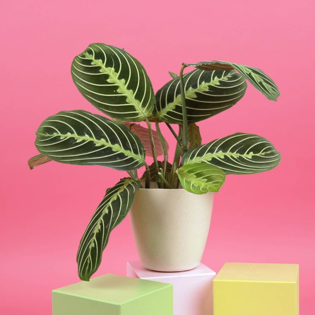 Lemon Lime Prayer Plant