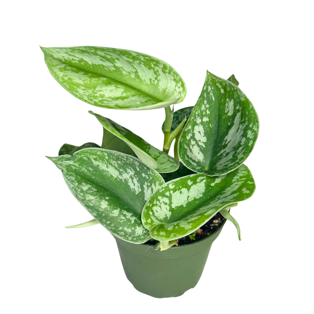 Scindapsus Pictus Exotica - Satin Pothos - 4" pot