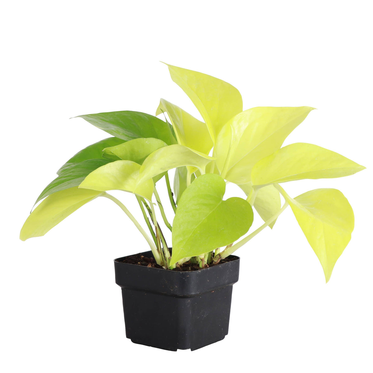 Neon Pothos Plant - Live Plant