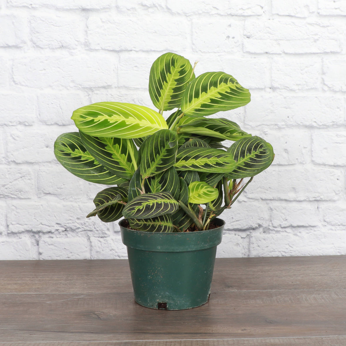 Lemon Lime Prayer Plant