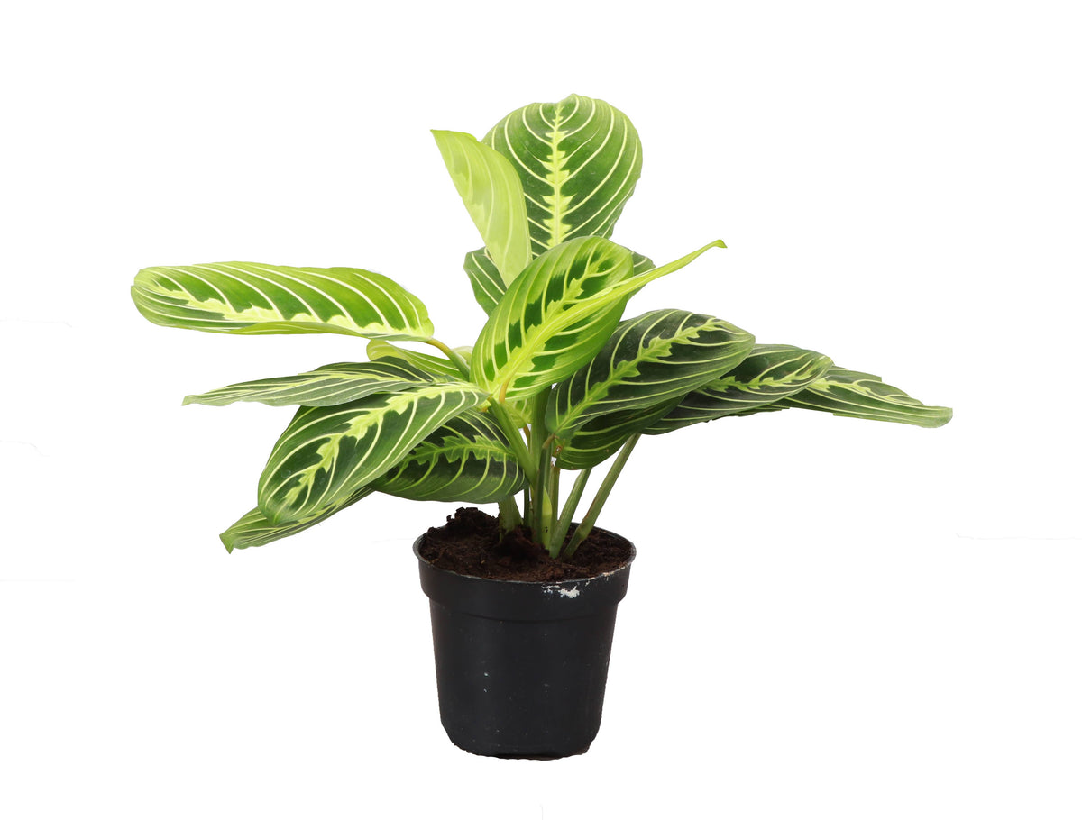 Lemon Lime Prayer Plant