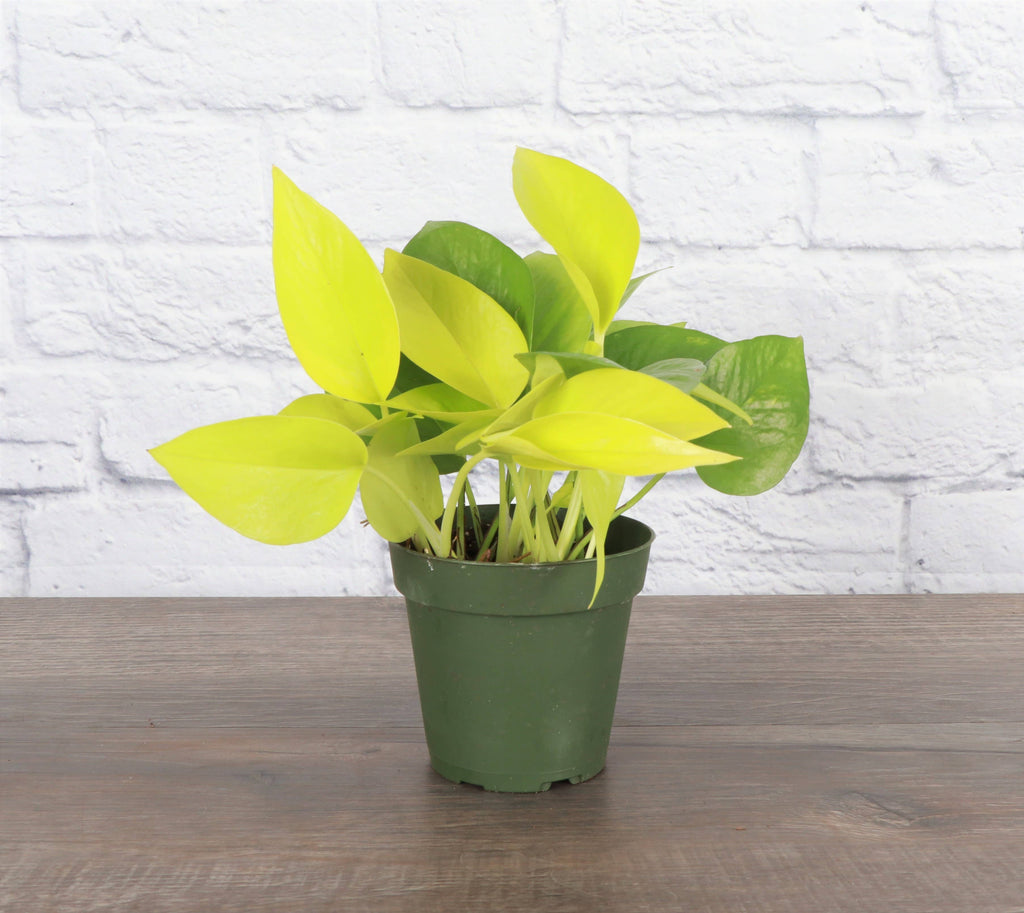 Neon Pothos Plant - Live Plant