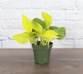 Neon Pothos Plant - Live Plant