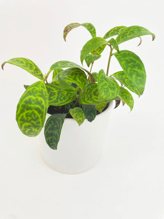 Black pagoda lipstick plant