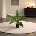 Philodendron Jungle Boogie