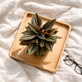 Peperomia Rossi