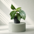 Zebra Planta.