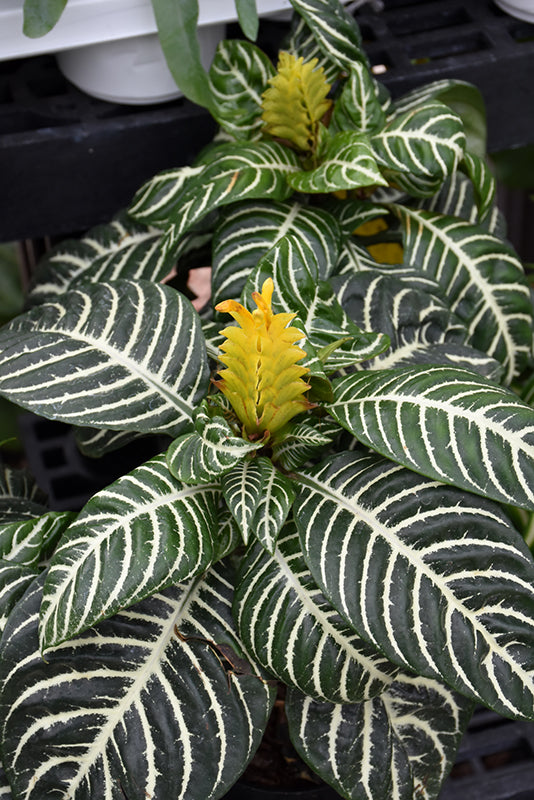 Zebra Planta.