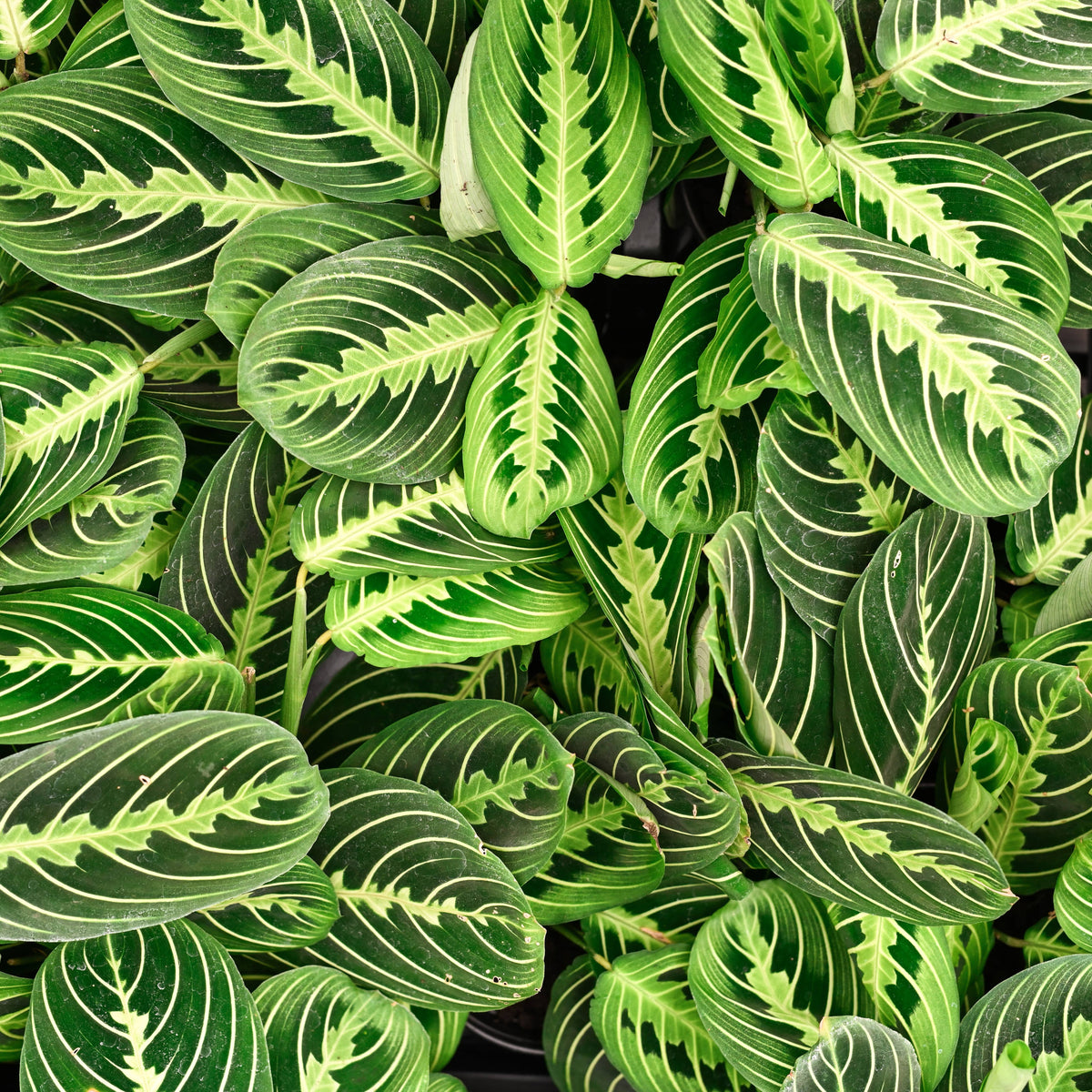 Lemon Lime Prayer Plant