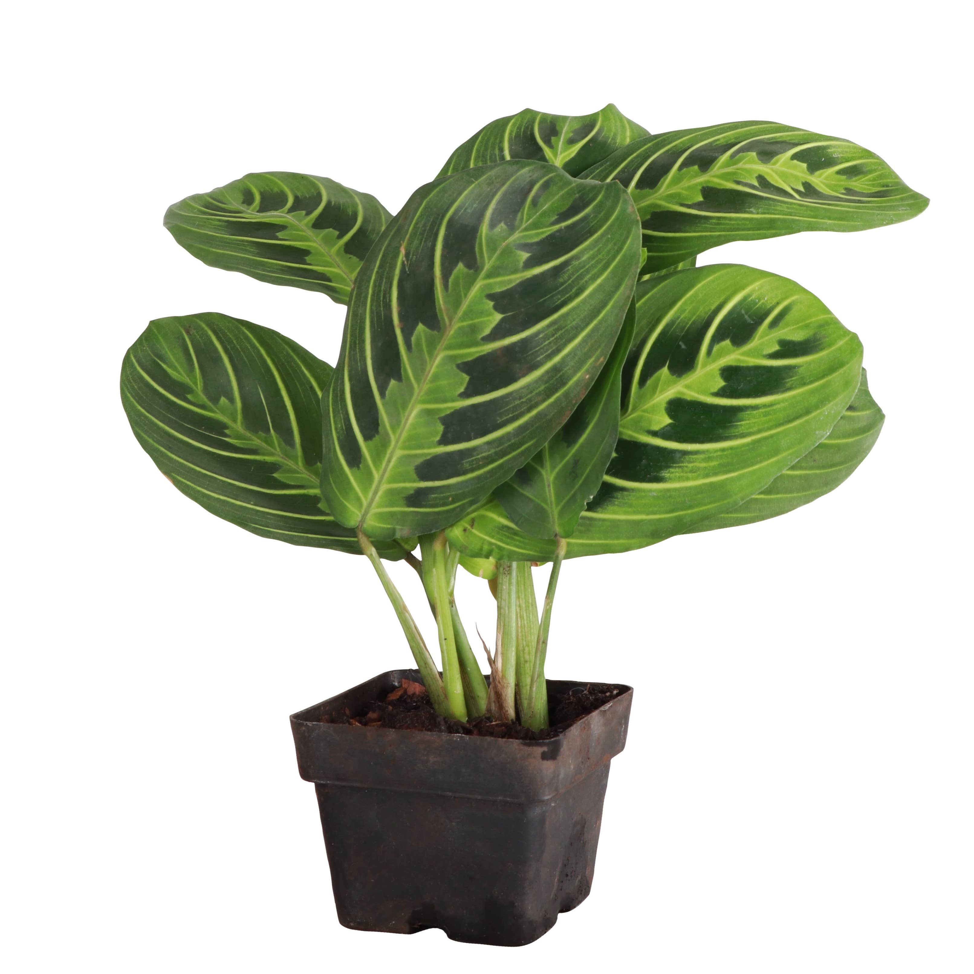 Lemon Lime Prayer Plant - Live Plant