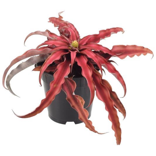 Red Earth Star