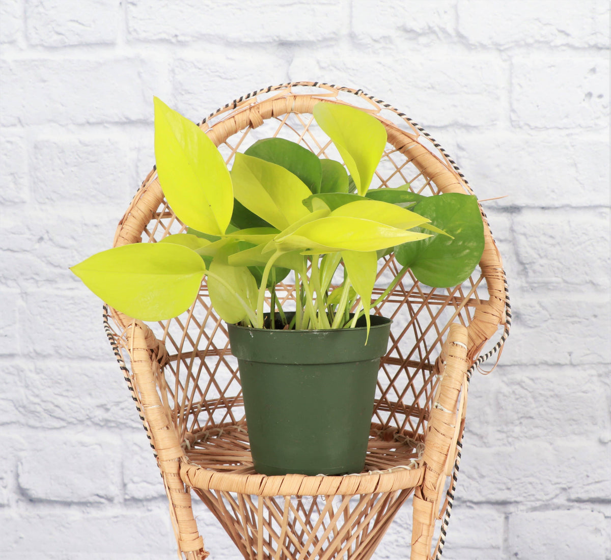 Neon Pothos Plant - Live Plant