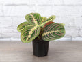 Red Prayer Plant - Live Plant
