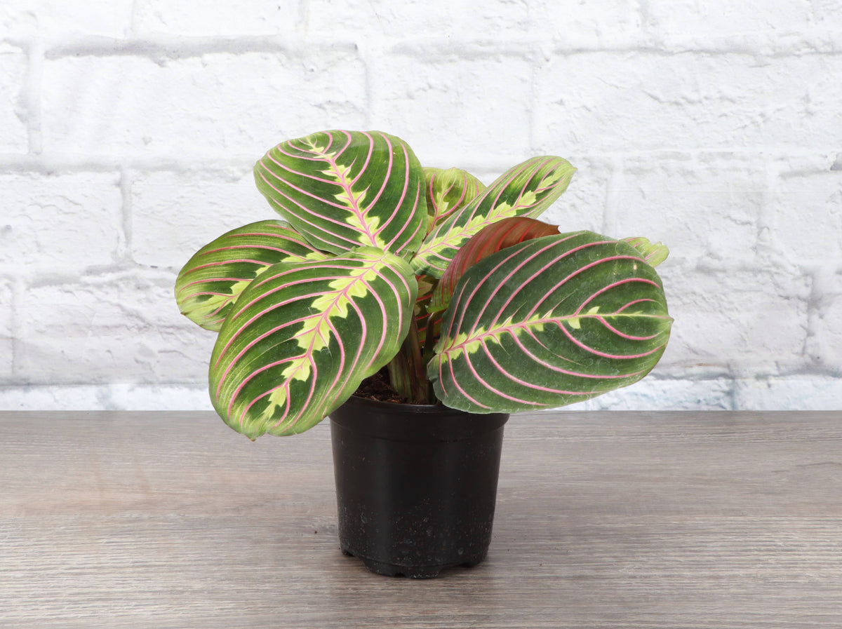 Red Prayer Plant - Live Plant