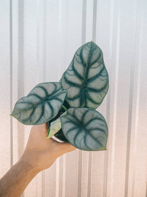 4" Alocasia 'Silver Dragon'