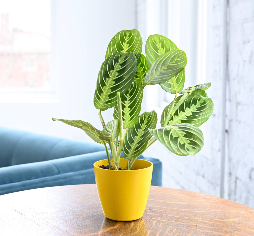 Lemon Lime Prayer Plant - Live Plant