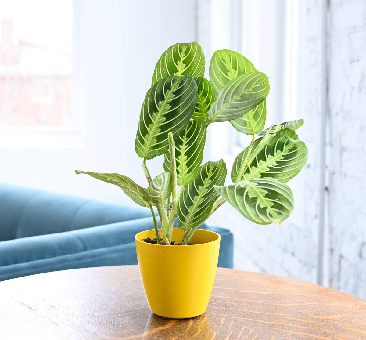 Lemon Lime Prayer Plant