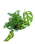 4" Swiss Cheese Plant (Monstera adansonii) – Live Houseplant