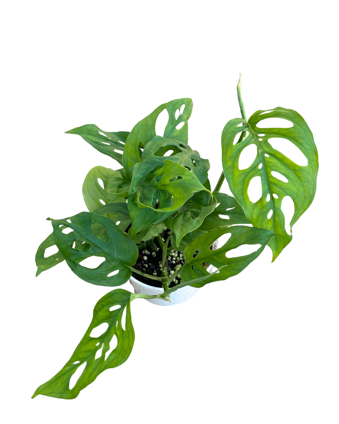 4" Swiss Cheese Plant (Monstera adansonii) – Live Houseplant