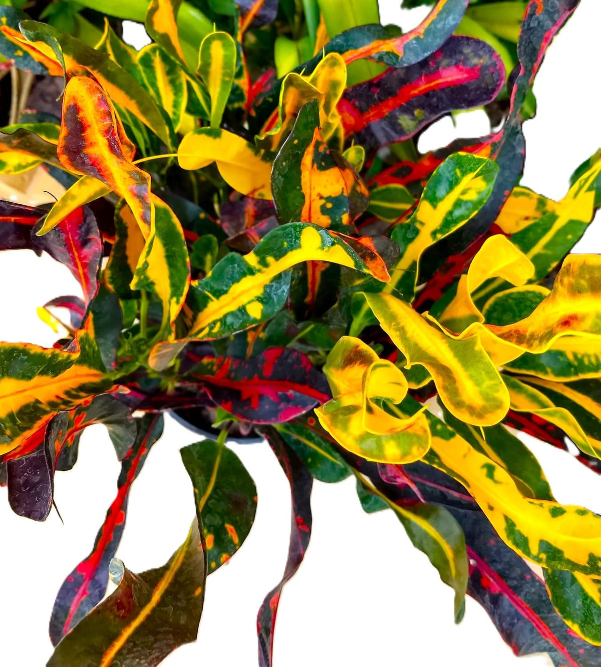 Croton
