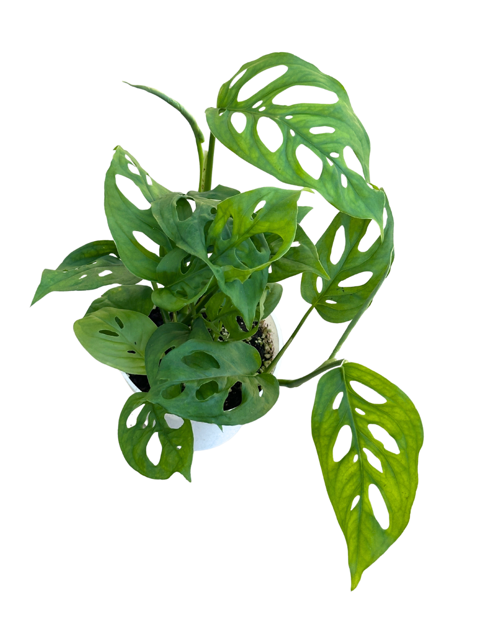 4" Swiss Cheese Plant (Monstera adansonii) – Live Houseplant