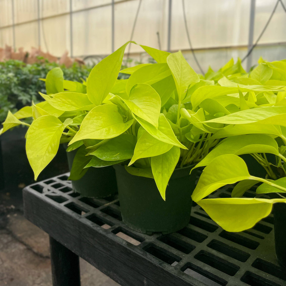 Neon Pothos Plant - Live Plant