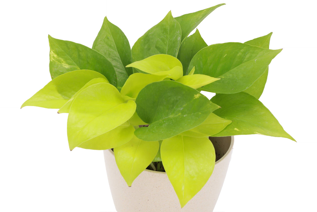 Neon Pothos Plant - Live Plant