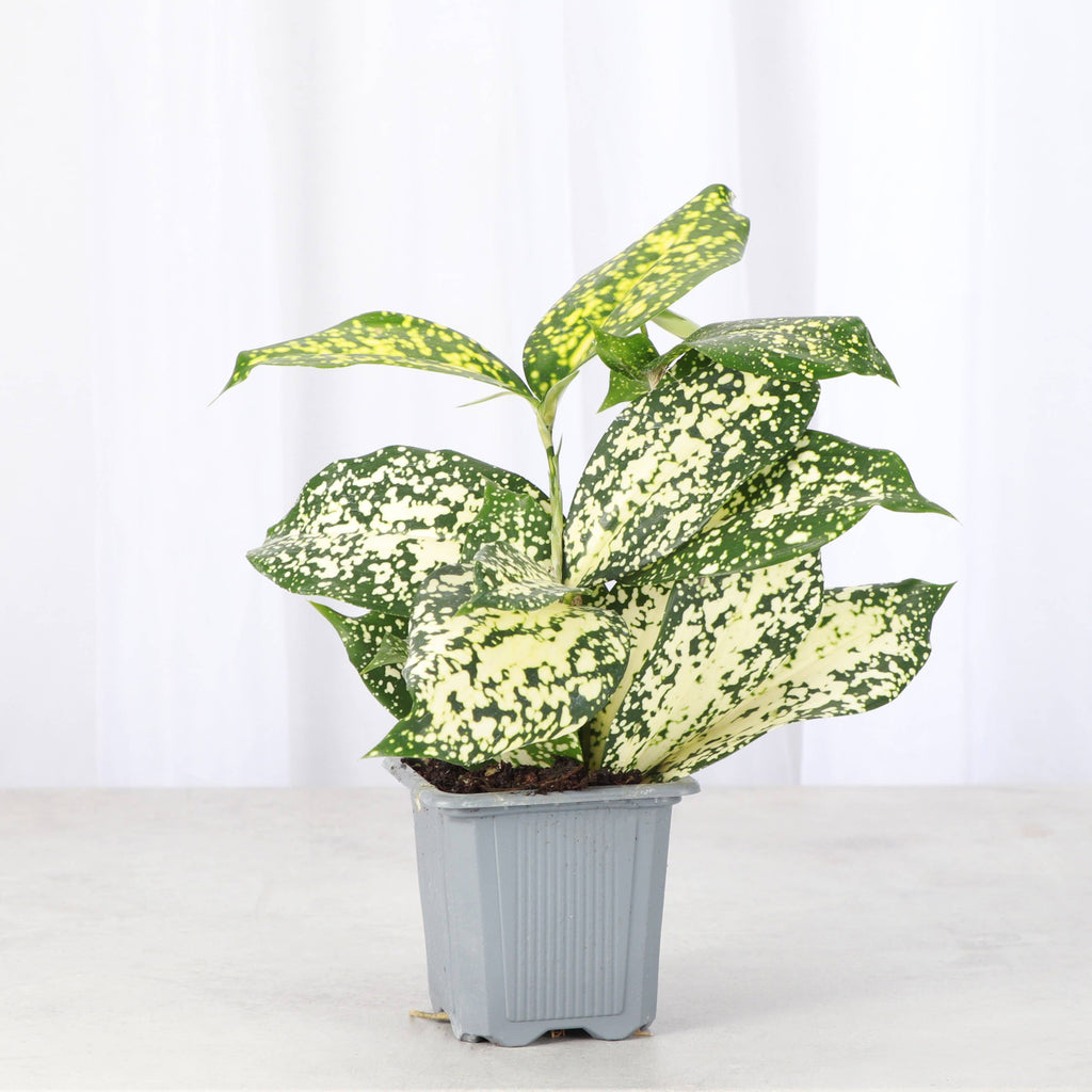 Gold Dust Dracaena - Live Plant