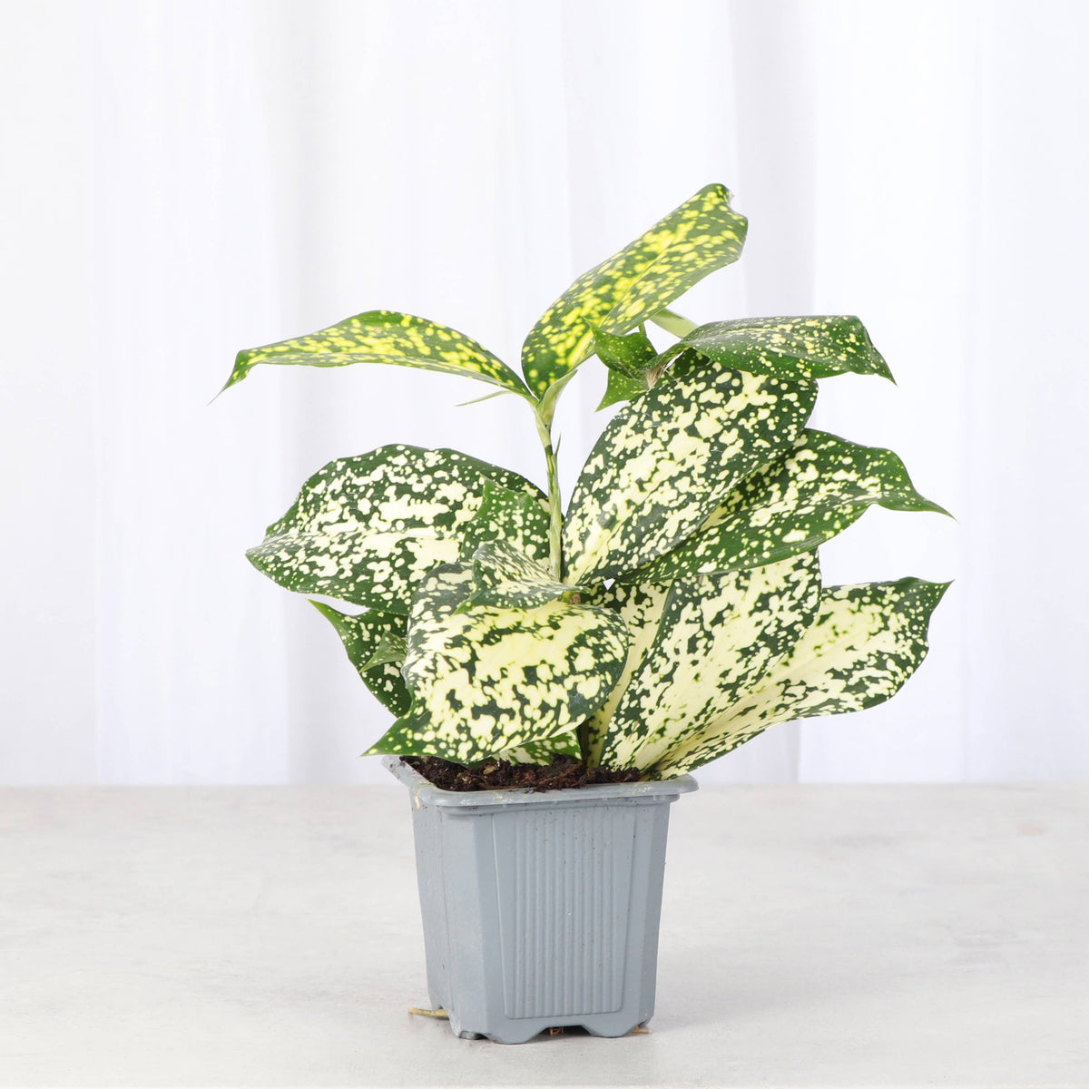 Gold Dust Dracaena - Live Plant