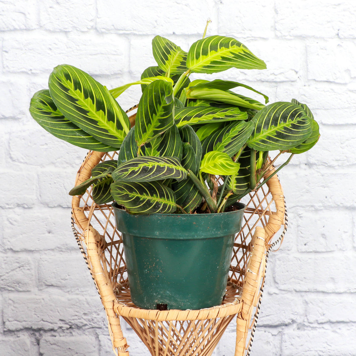 Lemon Lime Prayer Plant