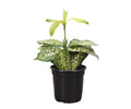 Gold Dust Dracaena - Live Plant