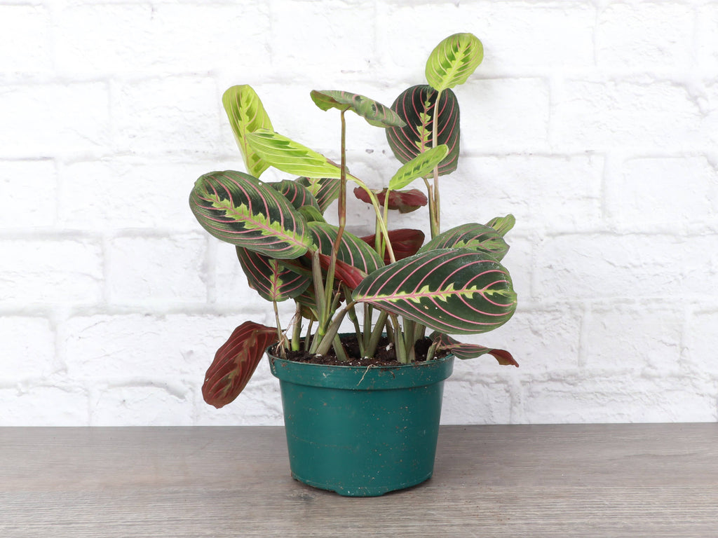 Red Prayer Plant - Live Plant