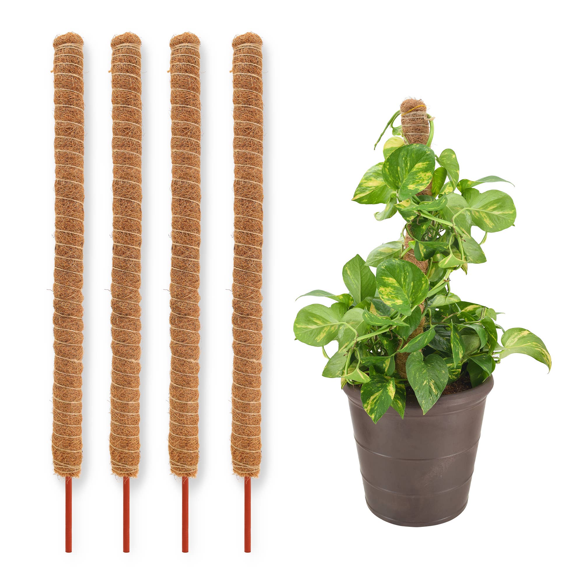 Bendable Coconut Grow Pole - 24"